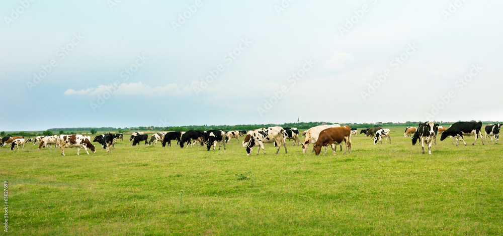 Cows in a green field grazing grass Cows in a green field grazing grass