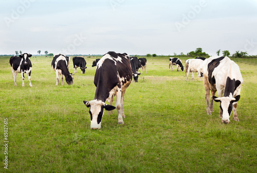 Cows in a green field grazing grass