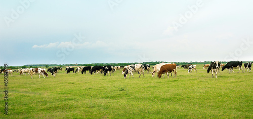 Cows in a green field grazing grass © meteo021