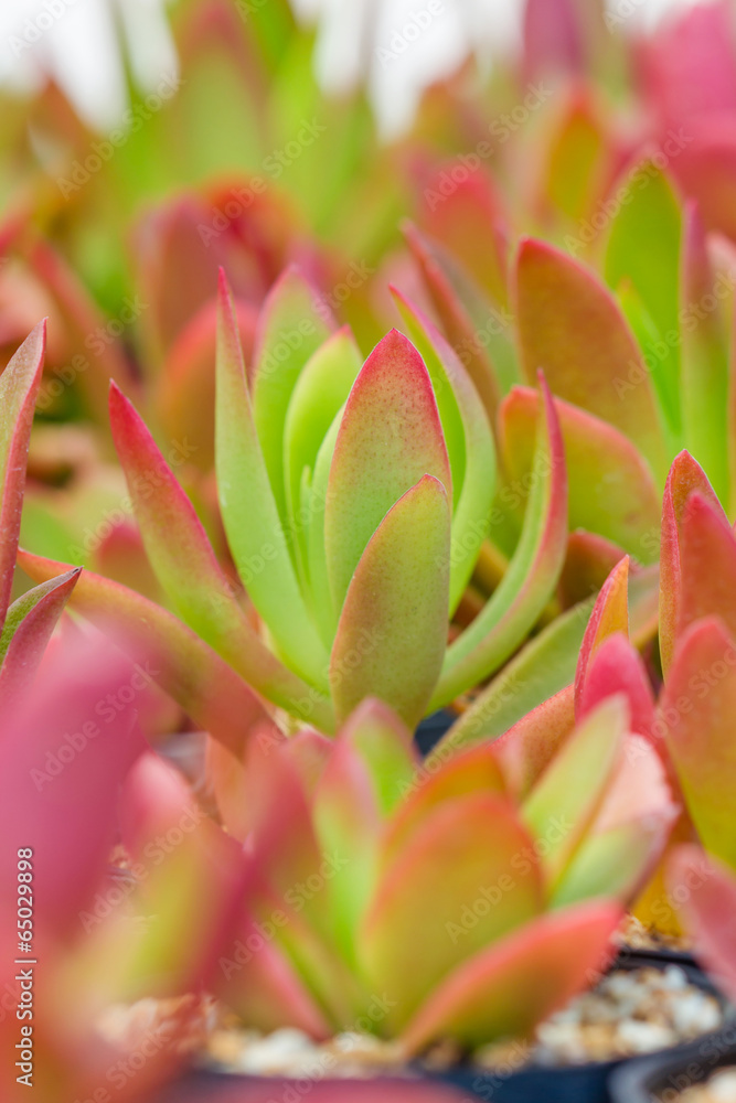 Stunning burgundy and green succulent