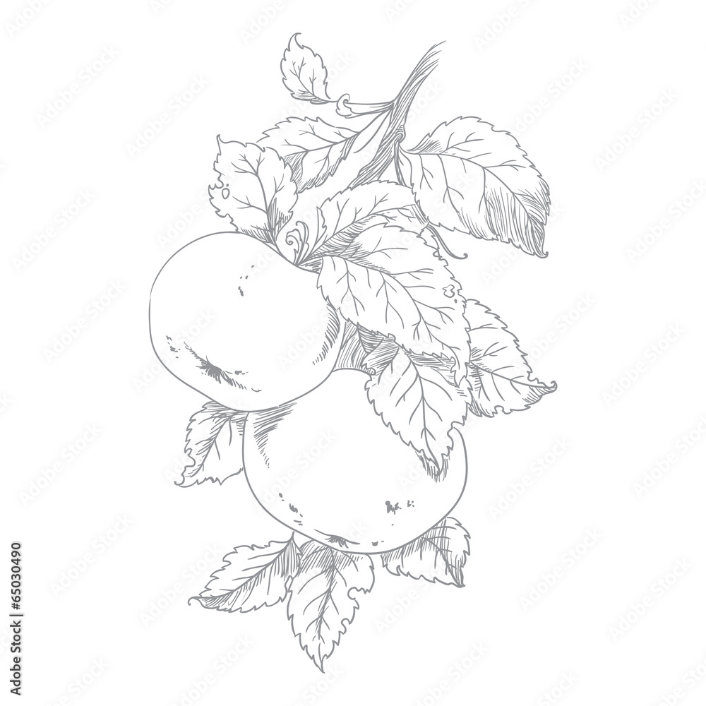 Apple on branch of the aple trees Apple on branch of the aple trees