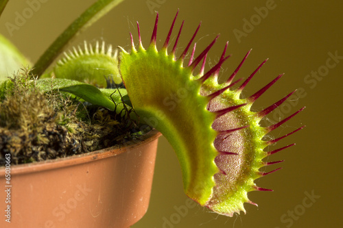 Fotografie, Tablou Dionaea muscipula