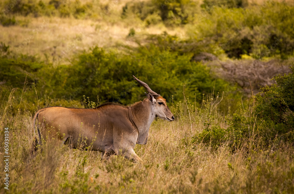 Fototapeta premium Male Eland walking in savanna