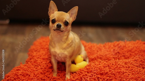 beautiful chihuachua wags its tail  on the orange pillow photo