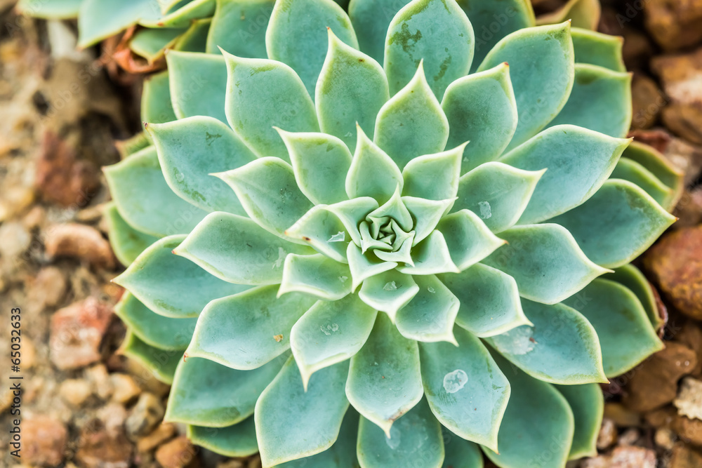 succulent in chiangmai Thailand succulent in chiangmai Thailand