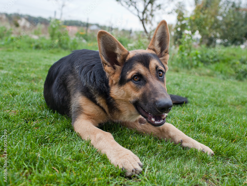 German Shepherd German Shepherd