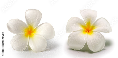 frangipani flower isolated on white