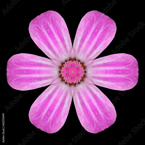 Pink Mandala Flower Kaleidoscope Isolated on Black