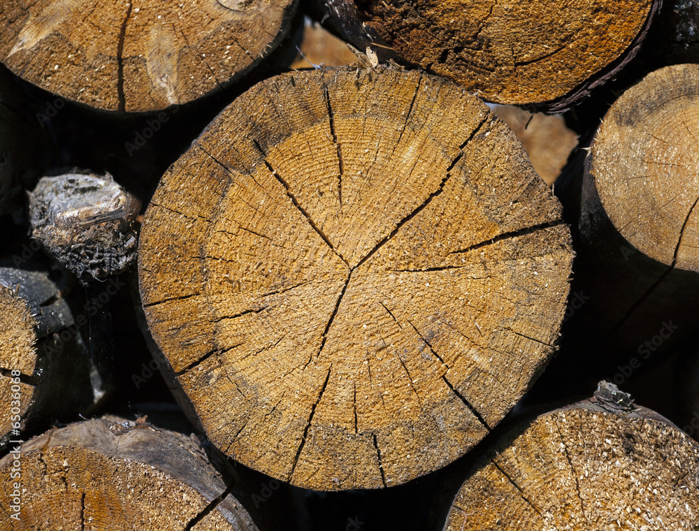 Naklejka premium large fragment of cut wood