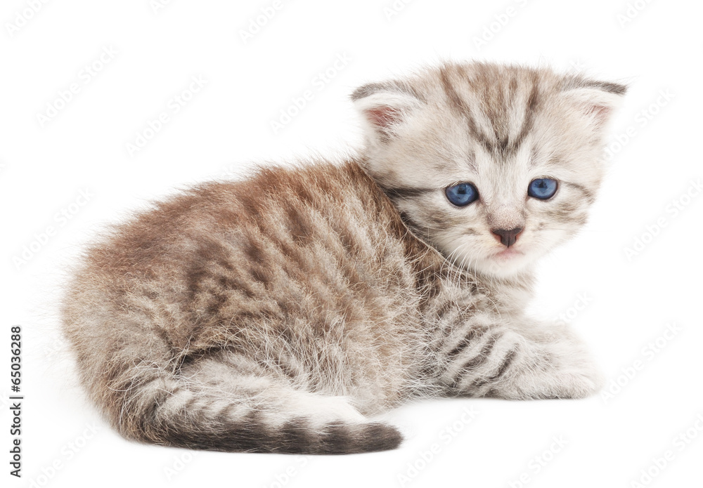 Obraz premium Kitten on a white background