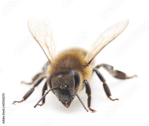 honeybee © Anatolii