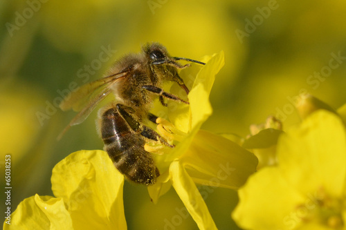 Une abeille butinet une fleur de colza © happyculteur