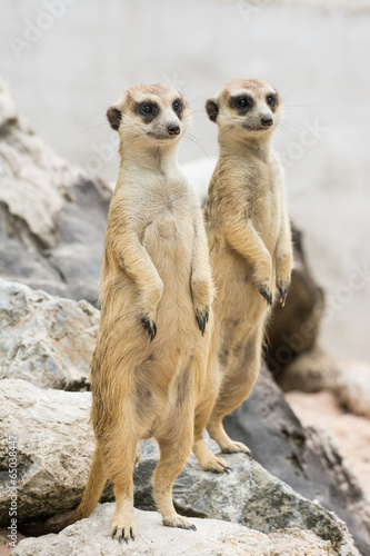 Two Meerkats or Suricates  (Suricata suricatta)