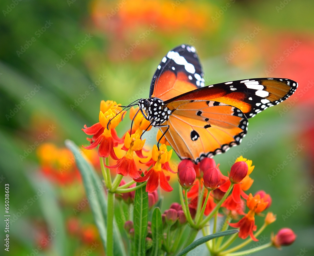 Butterfly on orange flower Butterfly on orange flower