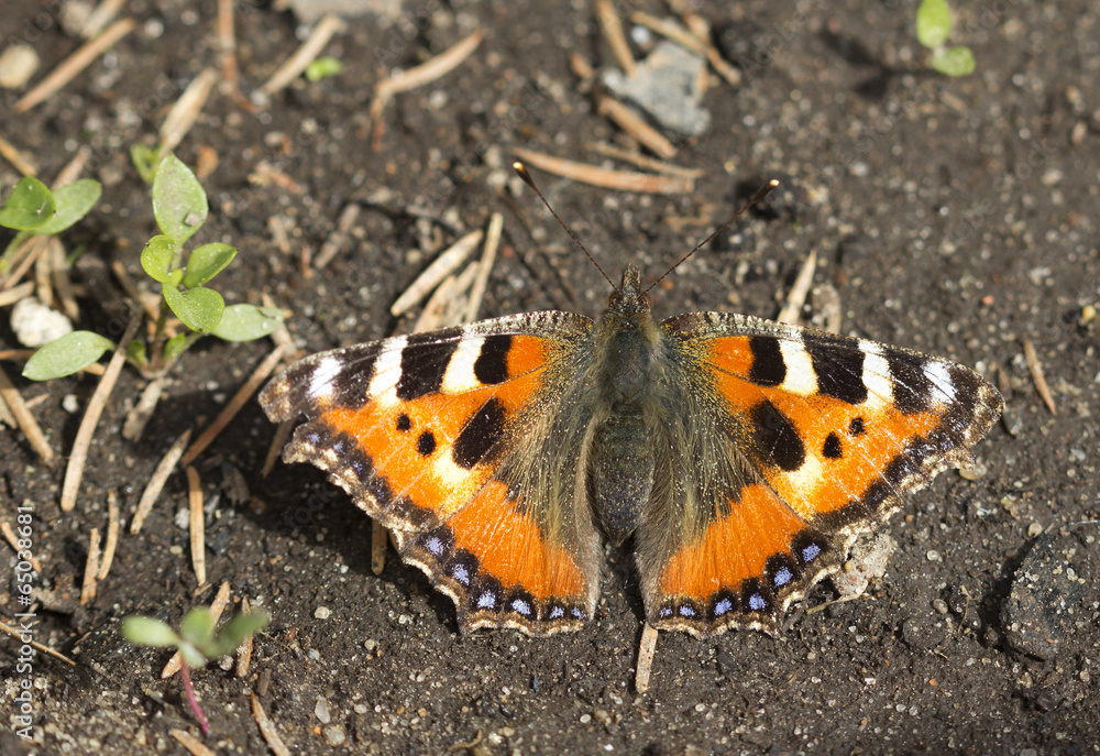 Obraz premium Бабочка Крапивница (Aglais urticae)