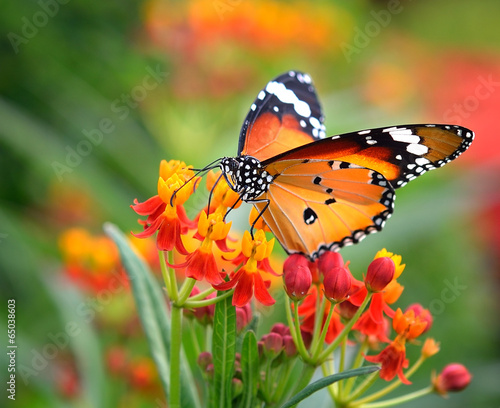 Butterfly on orange flower © sommai