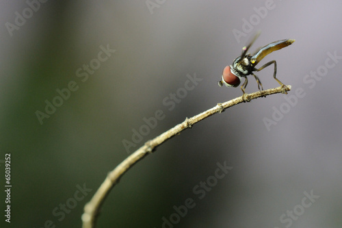 Sirfido - (Syrphidae)