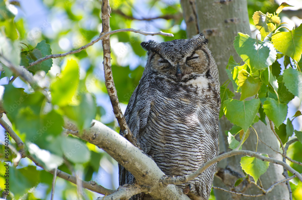 Fototapeta premium Great Horned Owl Perched on a Branch in a Tree