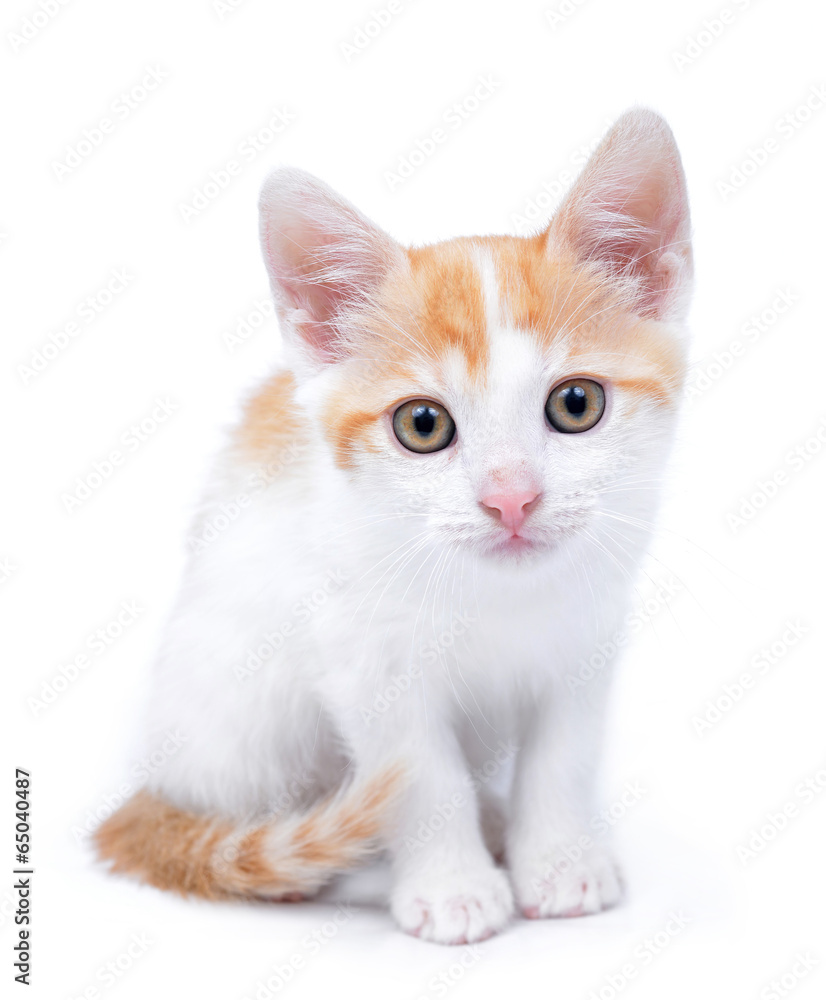 Small kitten isolated on white background