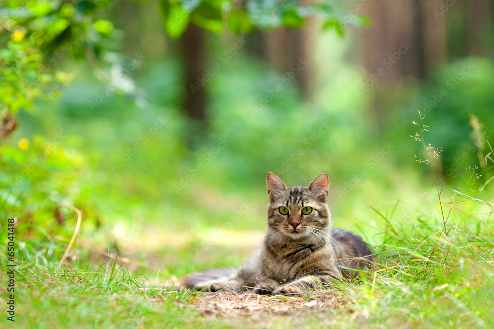 Beautiful cat relaxing outdoors in the pine forest