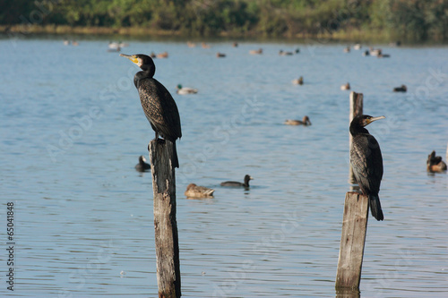 cormorano uccello acquatico nell'oasi del torrile photo