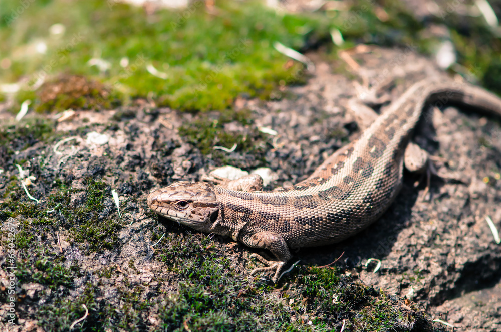 Obraz premium lizard