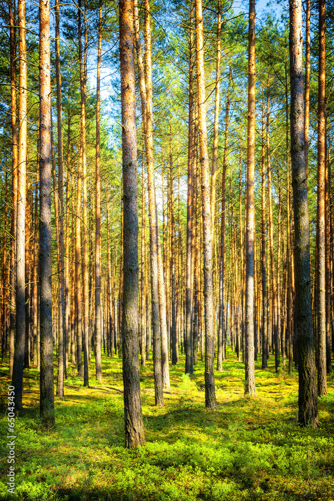 Fototapeta premium Forest in Poland