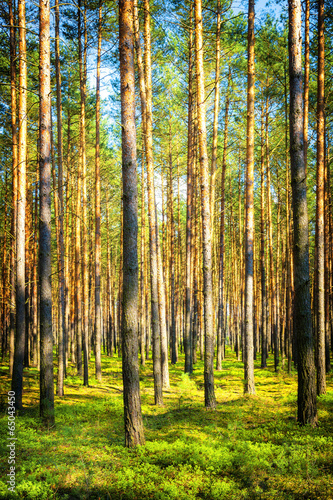 Forest in Poland