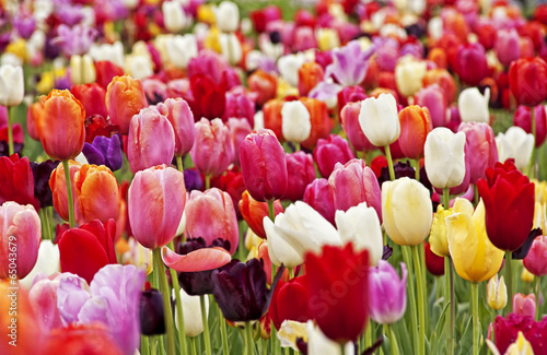 Tulpenfeld
