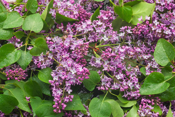 Papier peint photo Lilas Branches de lilas au-dessus de l'eau  © alekleks