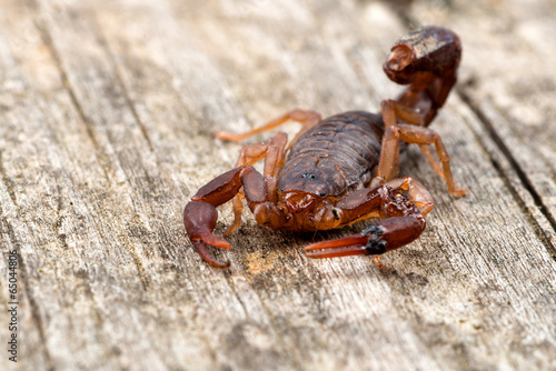 Close up macro image of devil scorpion (Vaejovis carolinianus)  photo