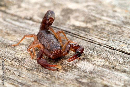 Close up macro image of devil scorpion (Vaejovis carolinianus) 