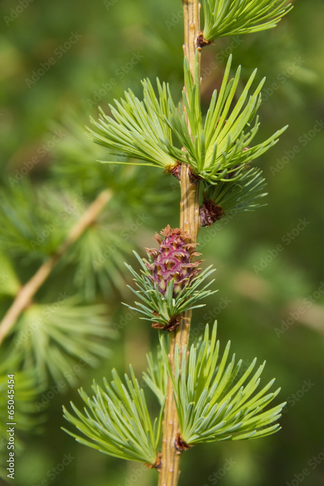 Branch of larch tree with cone Branch of larch tree with cone