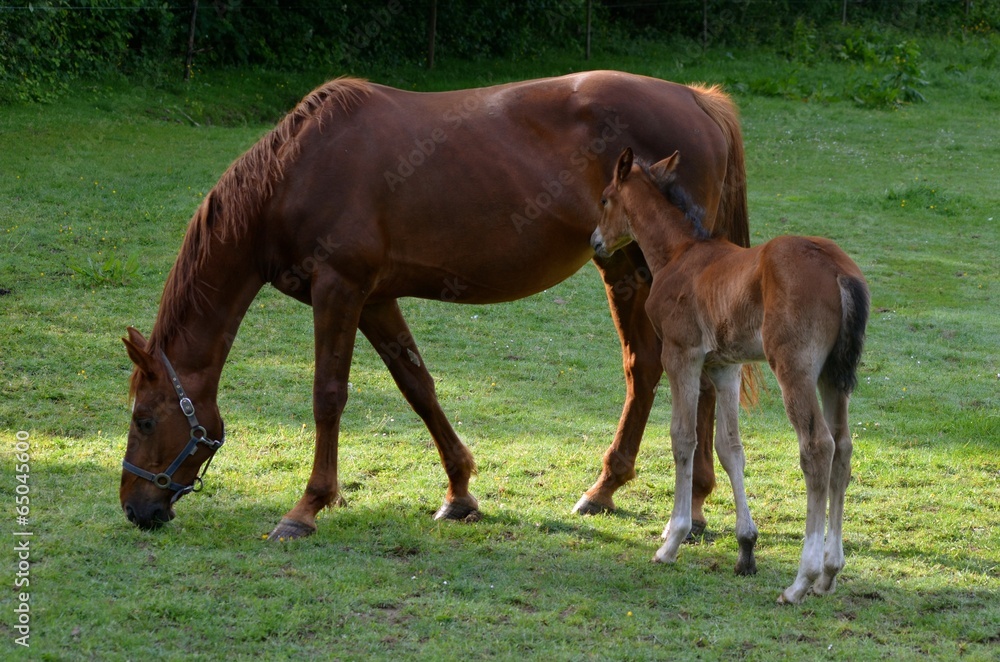 Fototapeta premium foal and mother in field