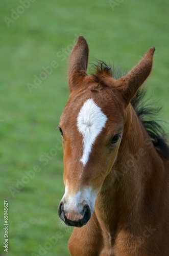 foal in field © lembrechtsjonas