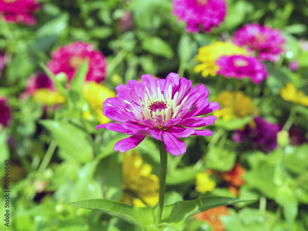 Pink Dahlia. Pink Dahlia.