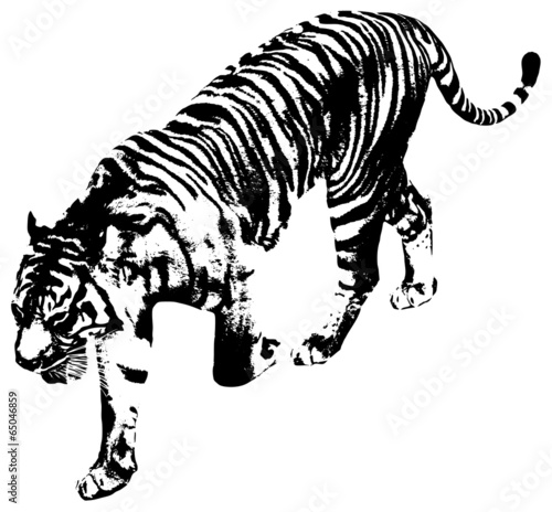 Fototapeta Naklejka Na Ścianę i Meble -  Tiger