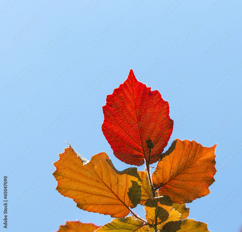 Shallow focus on bright red leaves and clear blue sky Shallow focus on bright red leaves and clear blue sky