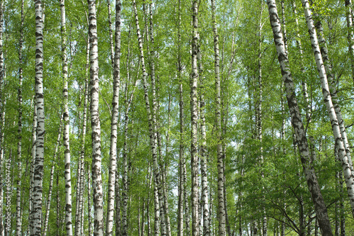 Many birches blossom in spring forest