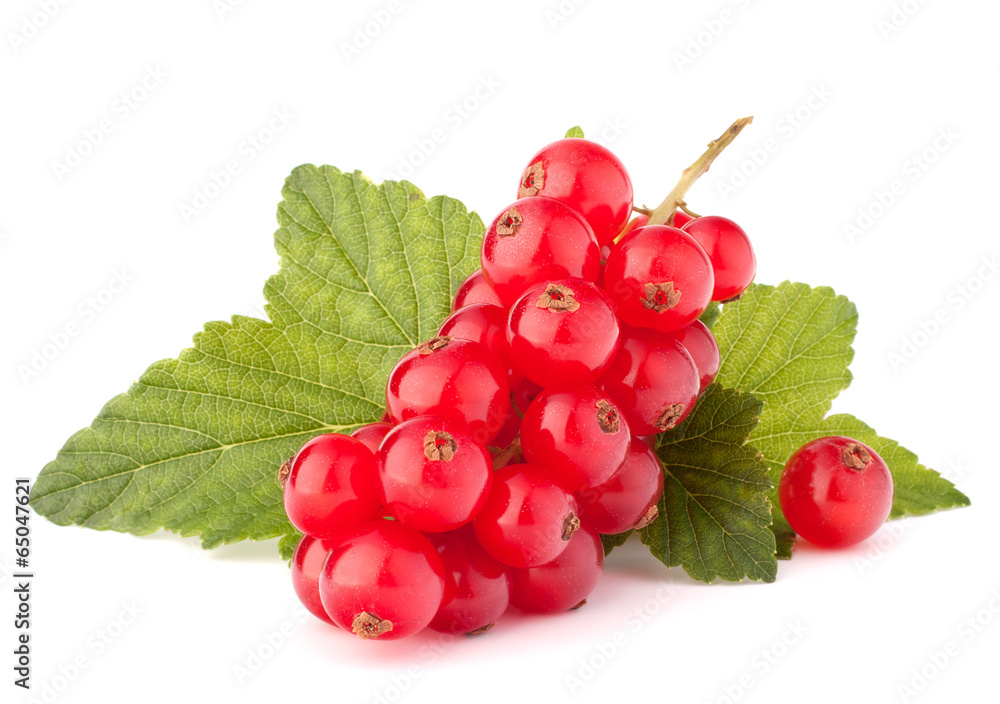Red currants and green leaves still life Red currants and green leaves still life