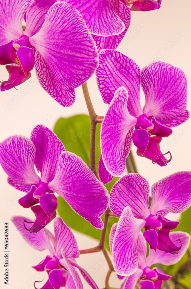 Fototapeta premium flowers, orchid, isolated, flower, nature, plant, petal