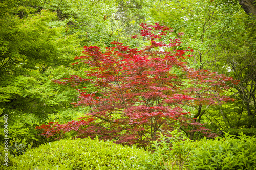 Maple tree, Acer palmatum