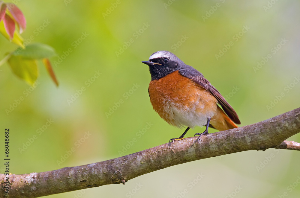 Common redstart
