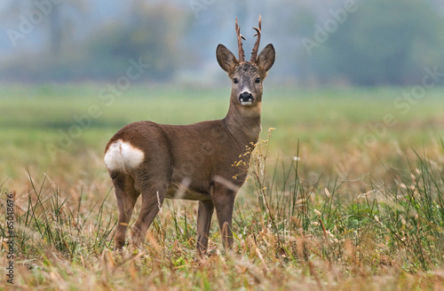 Roe deer