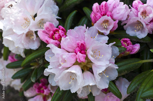 White and pink blush rhododendron flowers close-up.