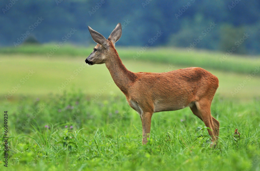 Fototapeta premium Roe deer