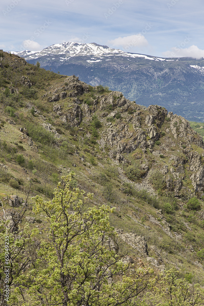 Mediterranean vegetation at Guadarrama Mountains