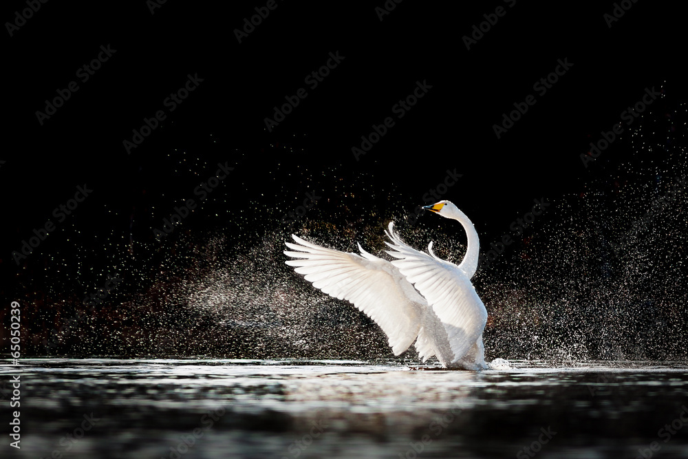 Naklejka premium Swan rising from water and splashing silvery water drops around