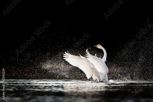 Fototapeta Swan rising from water and splashing silvery water drops around
