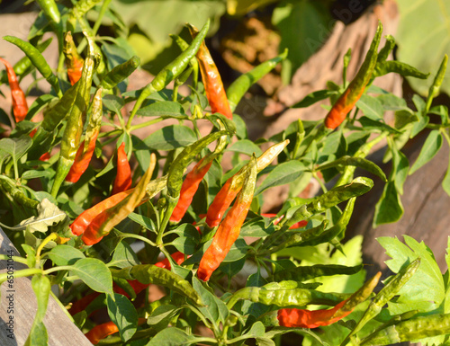 fresh guinea-pepper in garden